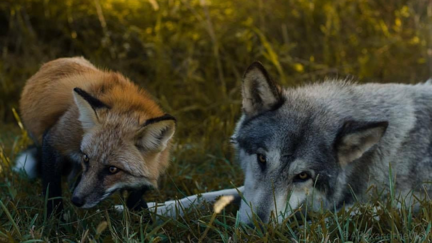 Вовки та лисиці на Волині: яка ситуація з нападами диких тварин у громадах?