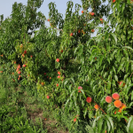 Волинянин продає персики з власного саду - вторговані кошти підуть на армію