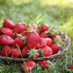 вирощування полуниці, підживлення полуниці