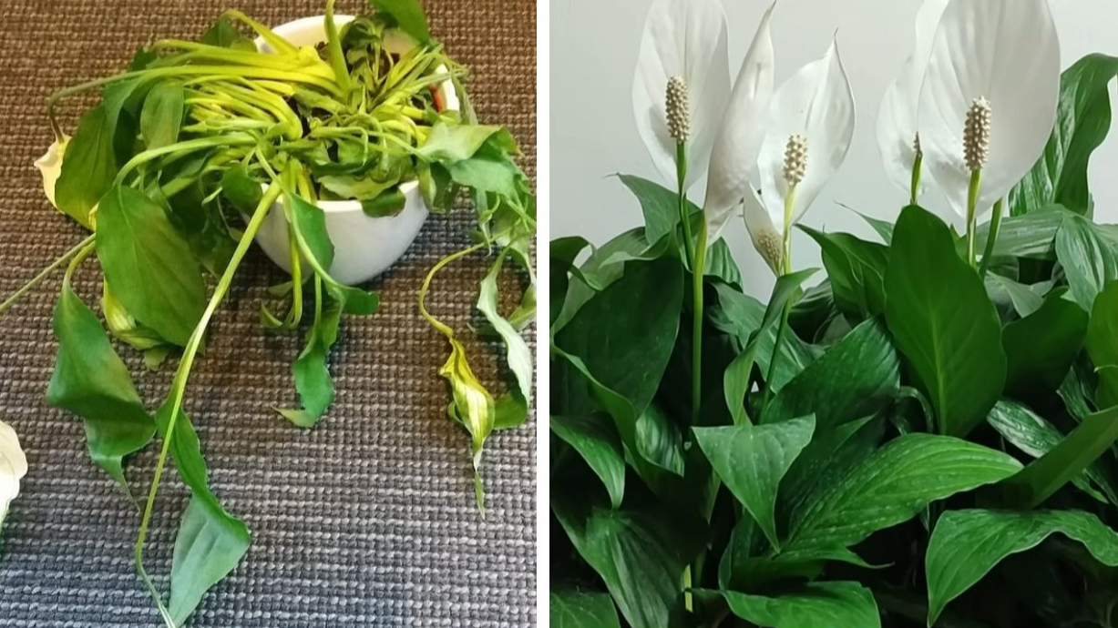 1 склянка крупи — і спатифілум розквітнув так, що підвіконня стало замалим