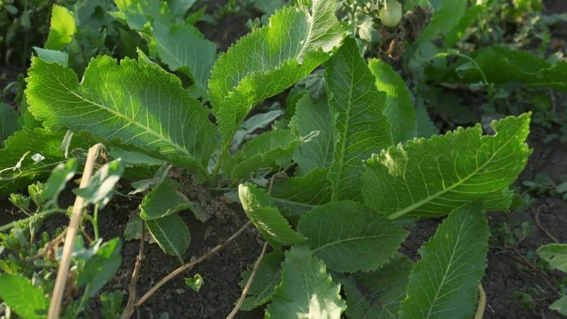 Як вивести хрін з городу навесні: зробіть це негайно