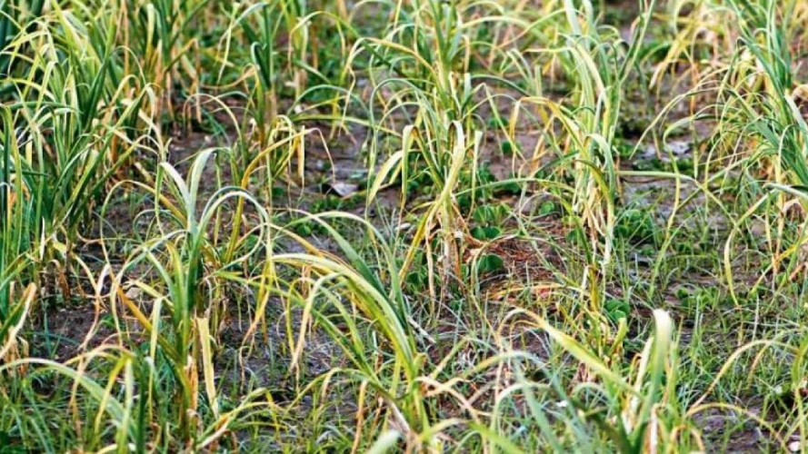 Можете втратити весь урожай: чим підгодувати часник, якщо він жовтіє