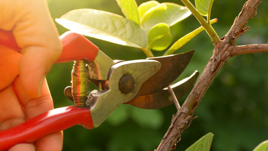 Які рослини не можна обрізати навесні