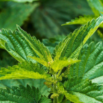 Безкоштовне добриво просто під ногами: як кропива рятує город