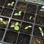 У які дні сіяти перець і баклажани на розсаду у лютому і березні 2026: не пропустіть ці дати за місячним календарем