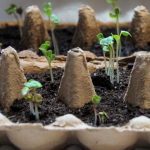 Січневий посівний календар 2026: коли сіяти томати, перець і баклажани для багатого врожаю