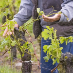 Що обов'язково зробити з виноградом до грудня: дотримуйтеся цих порад, щоб у наступному році не втратити врожай