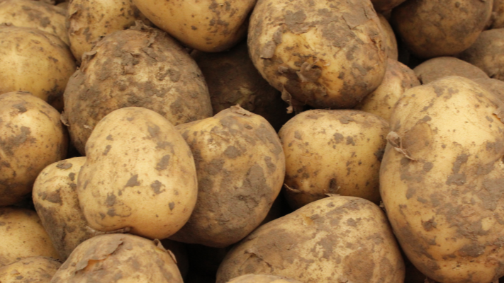 На Волині різко подешевшала картопля