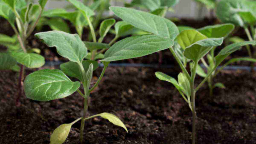 Коли сіяти перець і баклажани на розсаду у лютому 2026: сприятливі дати та заборонені дні за місячним календарем