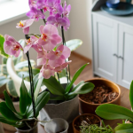 Як приготувати добриво для орхідеї зі шкірки бананів