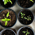 Посів у лютому: що можна сіяти, навіть коли за вікном зима