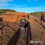 На Волині підприємець і посадовці лісництв організували незаконну порубку сосен на 15 мільйонів гривень