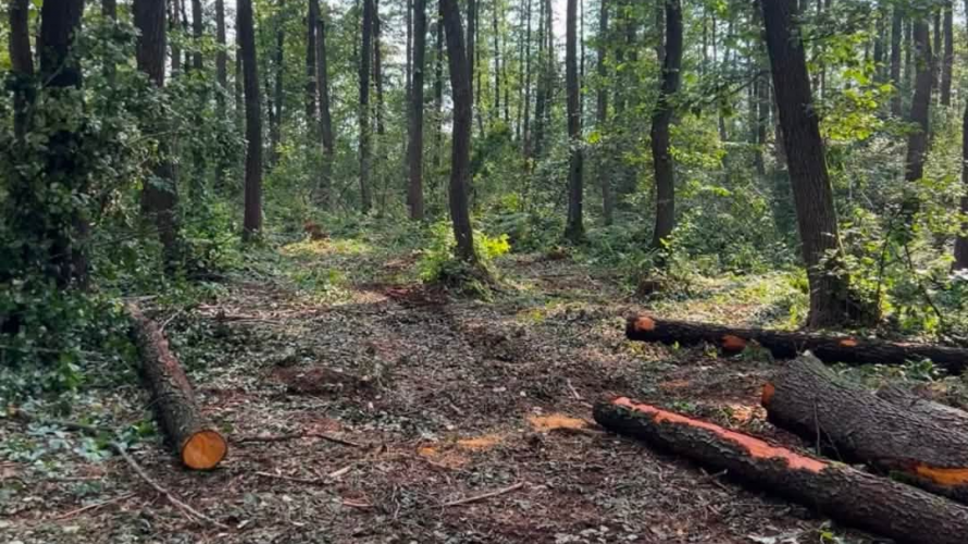 На Волині викрили масштабну незаконну вирубку лісу на понад 5,2 млн гривень