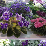 Просте підживлення з кухні, яке змушує фіалки цвісти без зупину