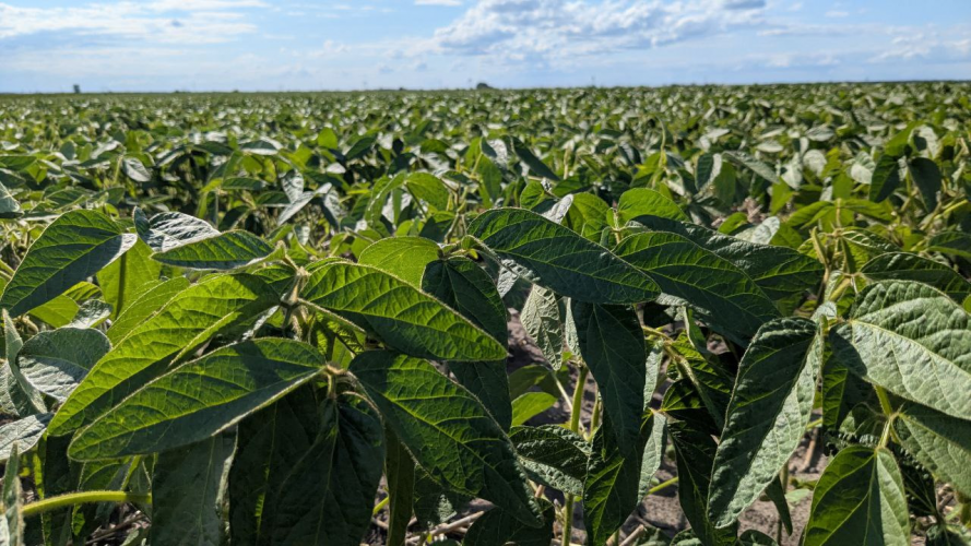 На Волині жінка самовільно обробила землю громади і отримала величезний штраф