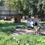 Чого не вистачає 300 безпритульним тваринам у луцькій «Ласці»: у підприємстві озвучили нагальні потреби