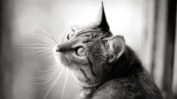 Мороз небезпечний для котів: чому взимку не можна випускати улюбленця надвір