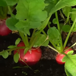 Як взимку на підвіконні виростити соковиту редиску