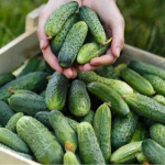 Не гірчать і дають врожай відрами: найкращі сорти огірків