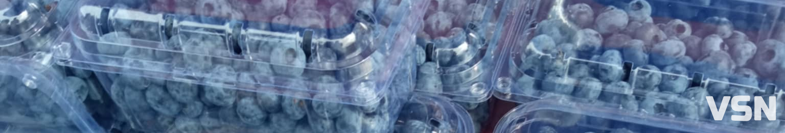 На Волині рекордно впали ціни на лохину: яка вартість ягоди на ринках