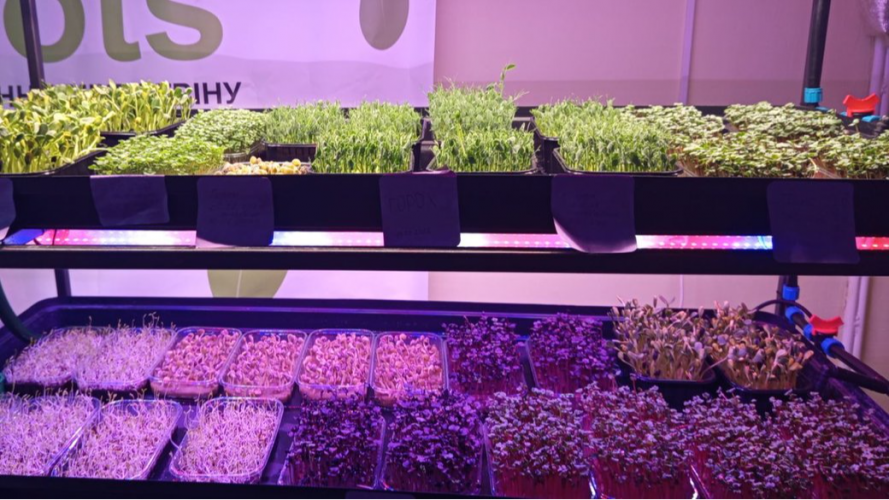 На Волині в укритті ліцею учні вирощують мікрозелень та навчаються підприємництву