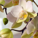 Рисова вода для орхідей: простий трюк, який допоможе рослині швидше зацвісти