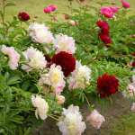 Догляд за півоніями навесні: що зробити зараз для пишного цвітіння