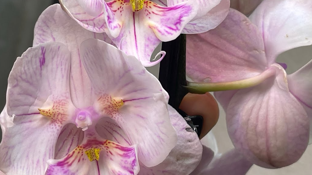 Один простий полив — і орхідея зацвіла: секрет, який знають не всі квітникарі