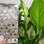 Спатифілум не цвіте: як змусити «жіноче щастя» вкритися квітами взимку