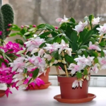 Росте багато листя, а немає жодної квітки: як підживити шлюмбергера, щоб швидко зацвів