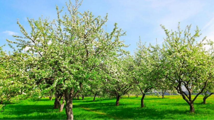 Як врятувати плодові дерева від шкідників без хімії