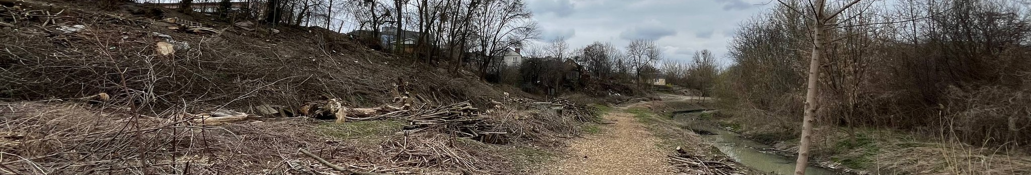 У Луцьку вздовж Сапалаївки вирізали дорослі дерева: архітектор заявив про знищення екосистеми