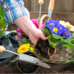 Зацвітуть уже в травні: які квіти треба сіяти на розсаду вже сьогодні