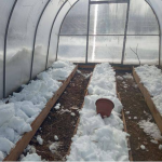 Сніг у теплиці взимку: простий прийом для підвищення врожайності