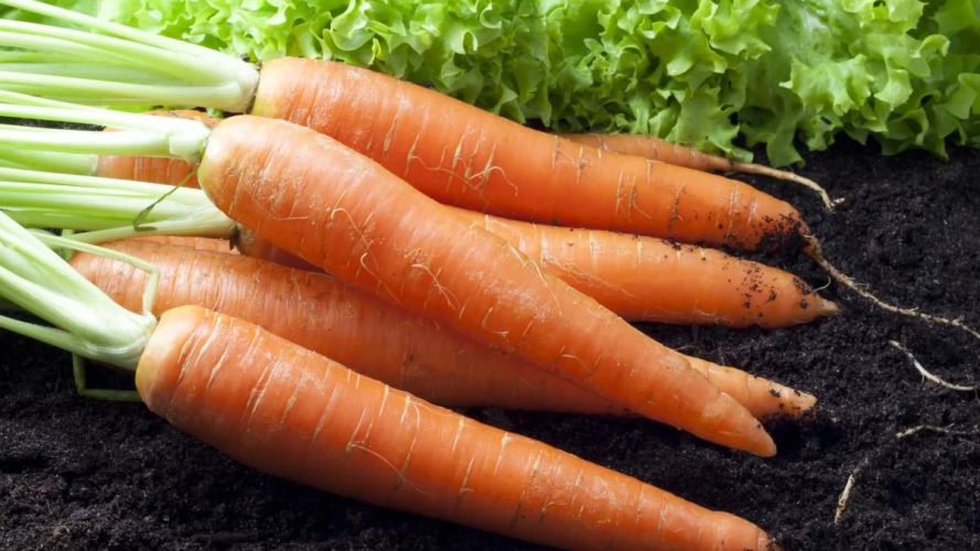 Чим підживити моркву, щоб була солодка