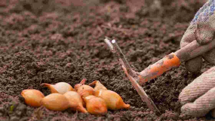 Коли восени 2025 року садити цибулю: найкращі дні за місячним календарем