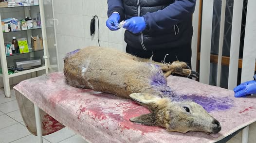 На Волині хижаки покусали козулю - тварину врятували перехожі