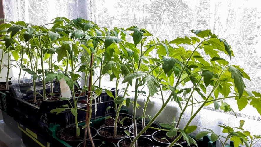 У чому обов’язково замочити насіння томатів перед висіванням на розсаду: найкращі поради
