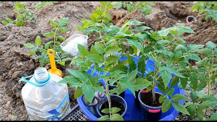 Покладіть це в лунку при посадці томатів — і отримаєте солодкі плоди без витрат