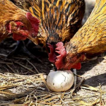 Чому кури починають їсти власні яйця і як швидко зупинити цю звичку: головні причини