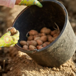 Яку картоплю посадити навесні: сорти, що достигають найшвидше