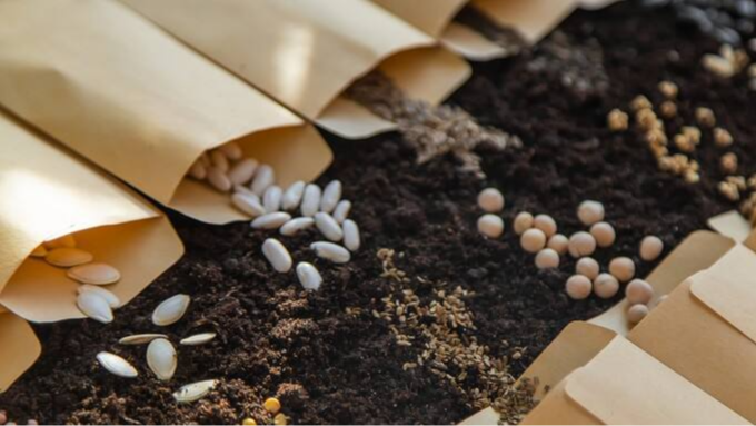 посів насіння