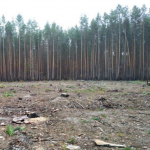 Екс-лісівників з Волині підозрюють у вирубці лісу на 21 мільйони гривень