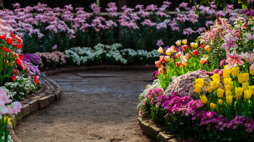 ТОП-8 квітів для саду, які практично не потребують догляду