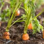 Коли і як правильно сіяти моркву весною 2024