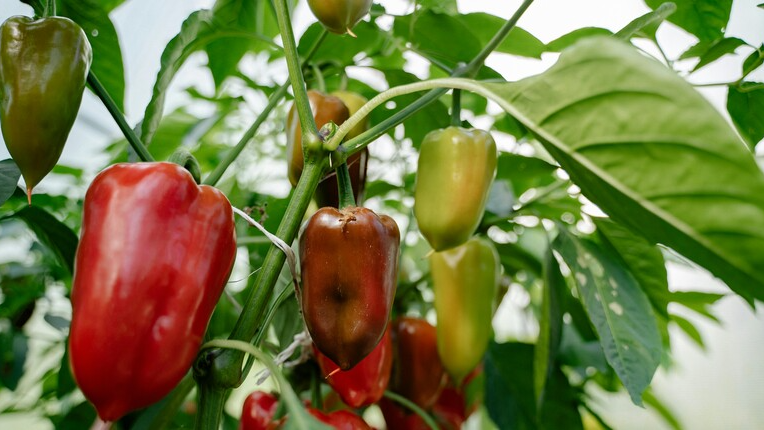 сорти солодкого перцю