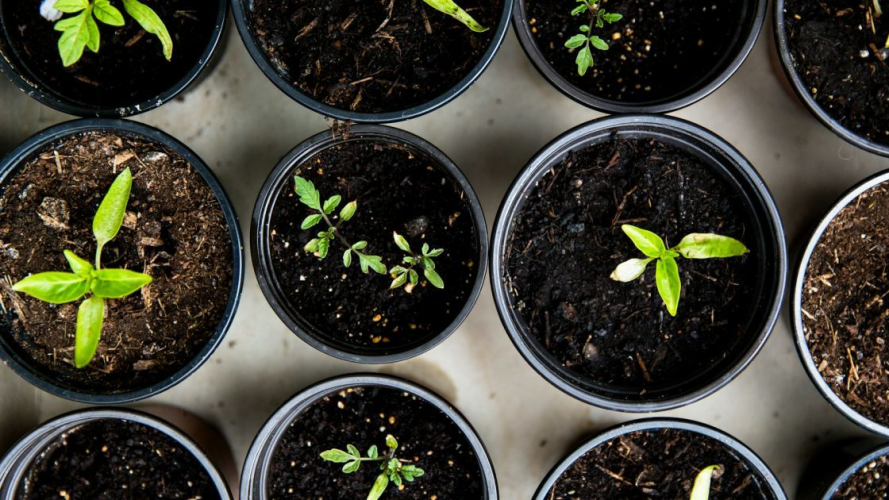 Посів у лютому: що можна сіяти, навіть коли за вікном зима