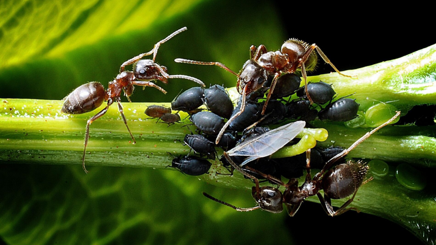 Попелиця і мурахи зникнуть: простий рецепт обробки дерев