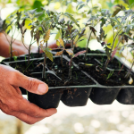 Старт сезону без втрат: що вже варто сіяти на розсаду у 2026 році