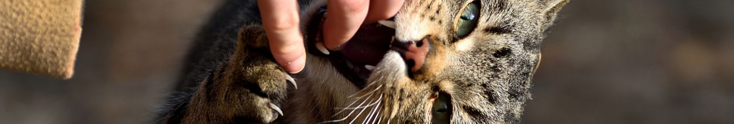 На Волині через сказ у кота запровадили карантин